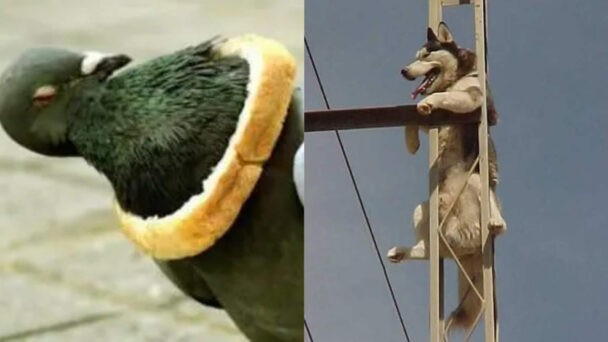 How Did The Animal Get There