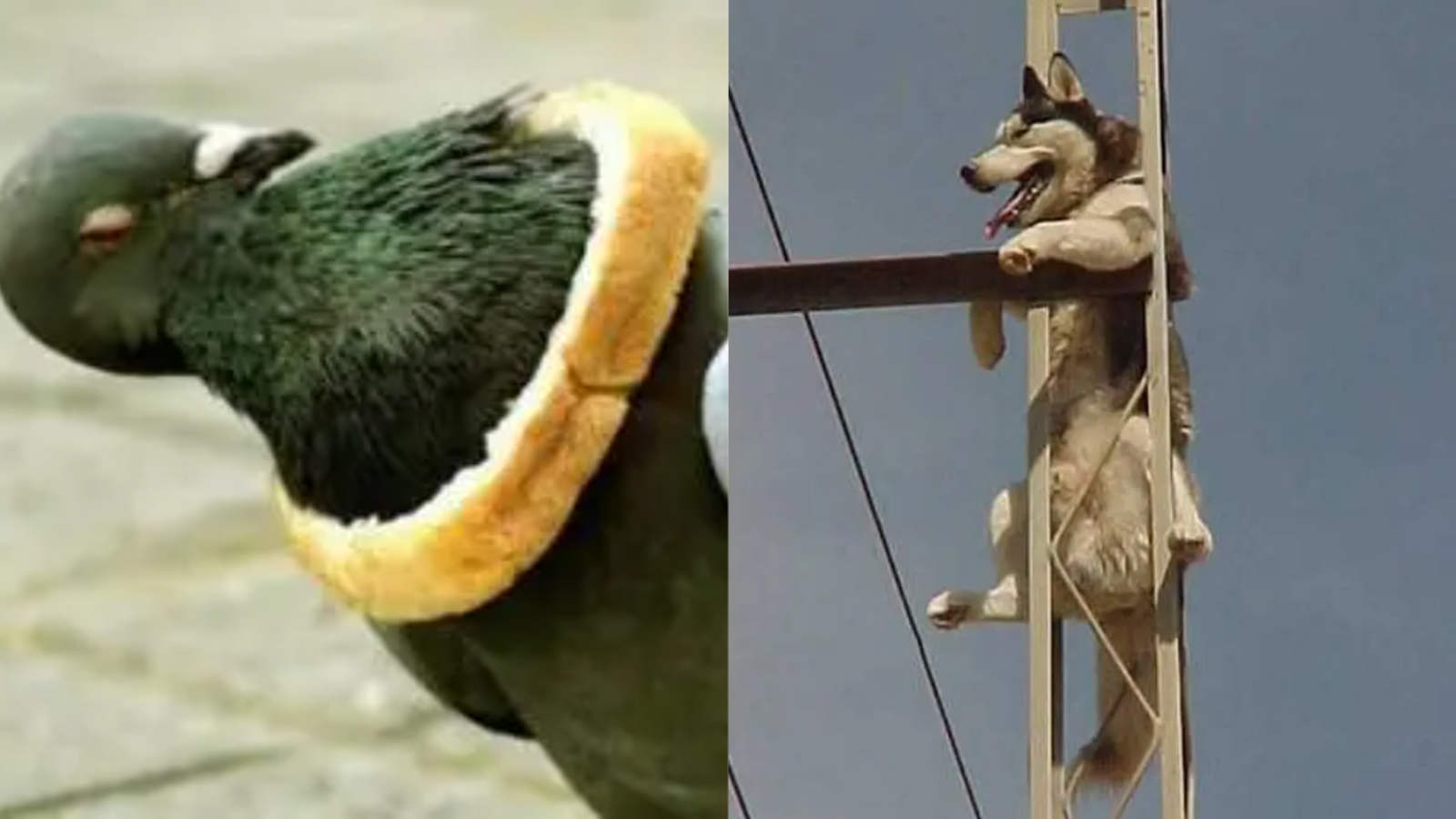 How Did The Animal Get There