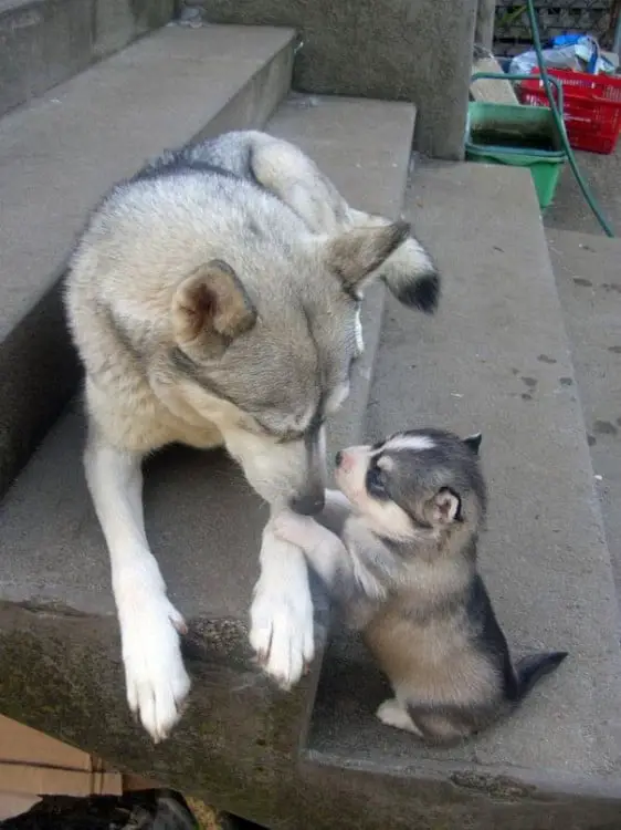 Husky with her little boy