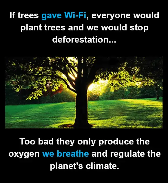 If Trees Gave Wifi