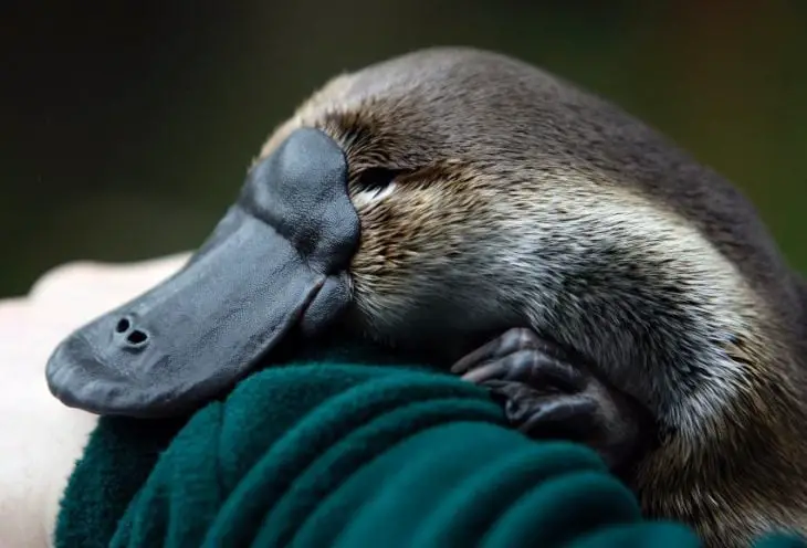 Image of a platypus