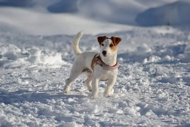 Jack Russell Terrier