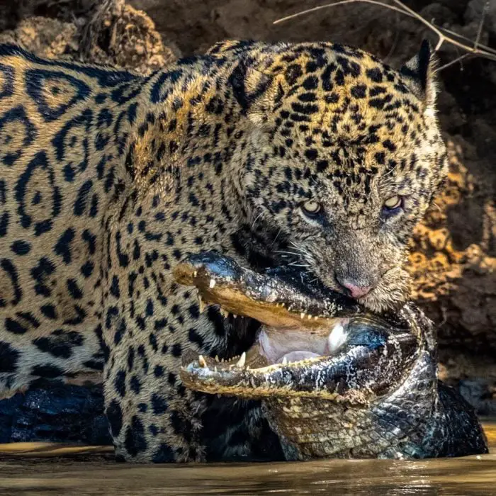 Jaguar fighting with an alligator 