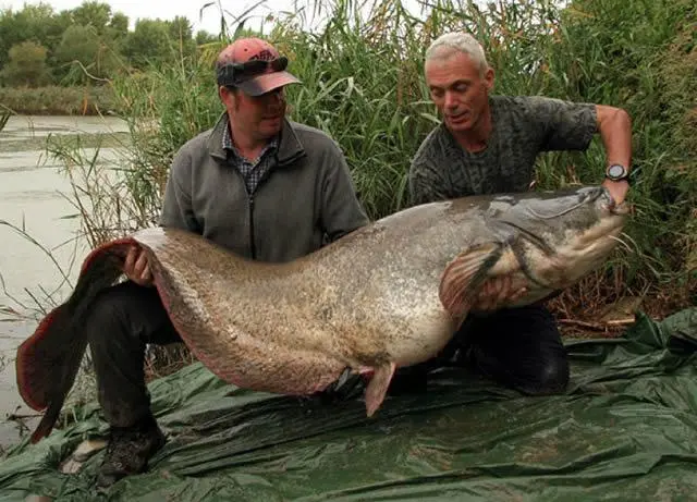 Jeremy Wade River Monsters (2)