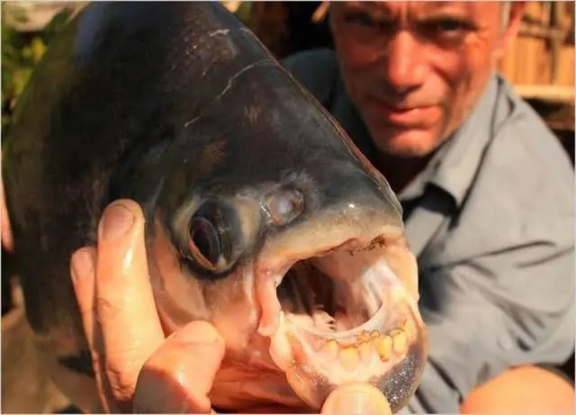 Jeremy Wade River Monsters (4)