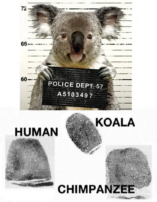 Koala Arrested