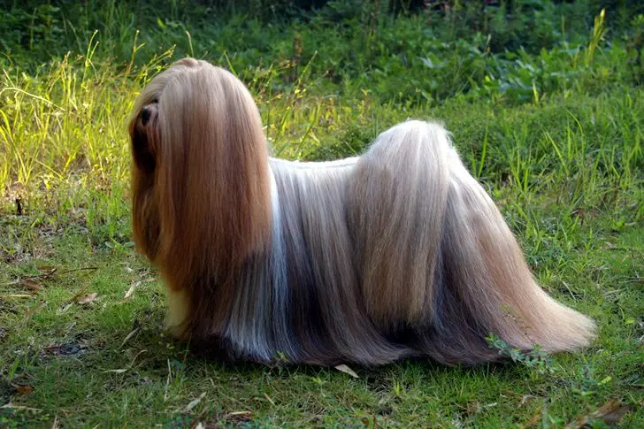 Lhasaapso