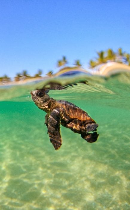 Little turtle in the water
