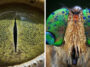 Macro Photographs Of Animal Eyes