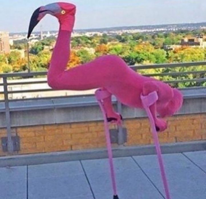 Man dressed as a flamingo 