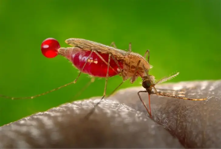 Mosquito Sucked Blood