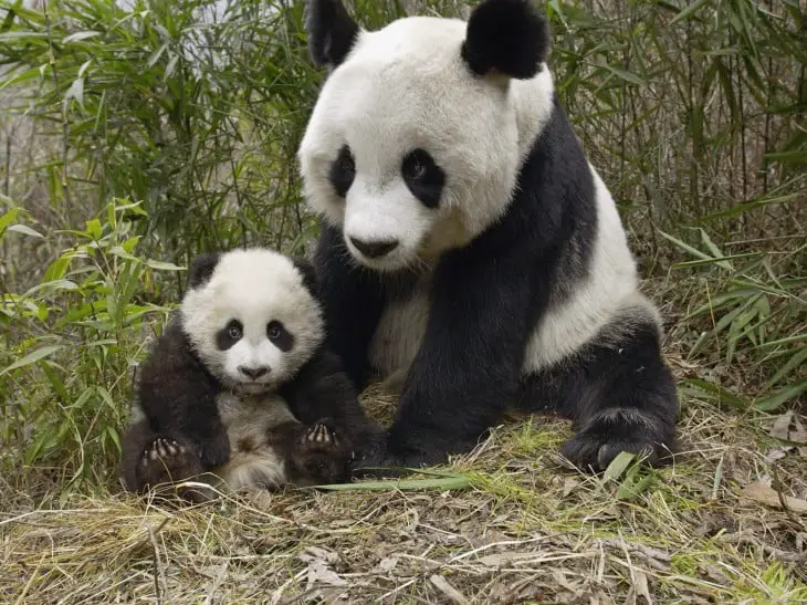 Panda and her baby puppy