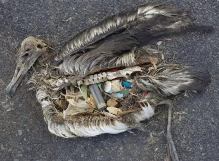 Pelican with trash