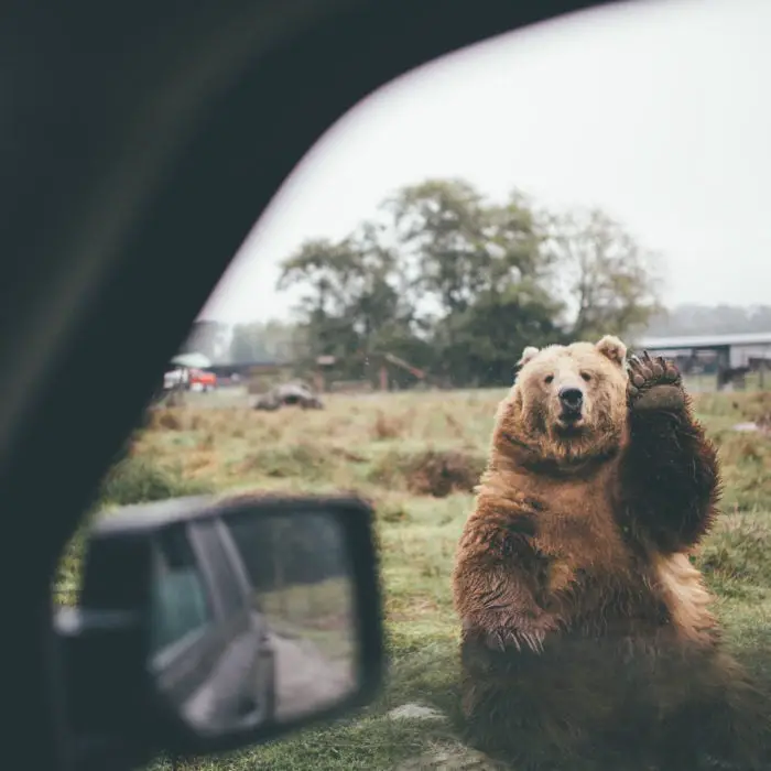 Photograph of a bear waving kindly