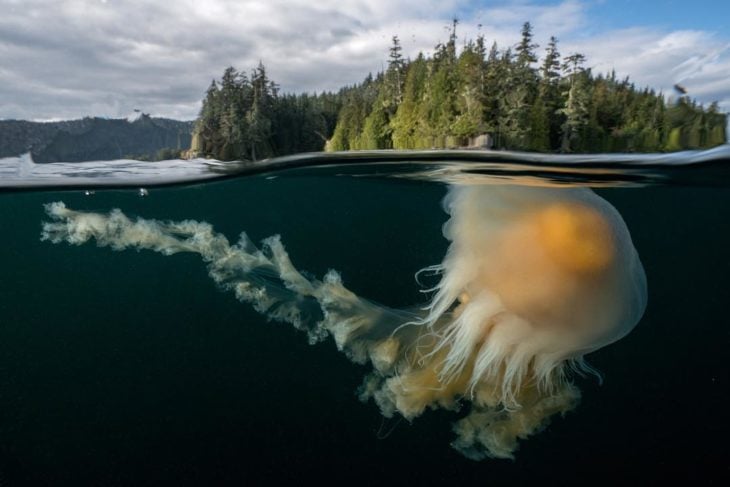Photograph of a jellyfish underwater and land is seen with many trees on the surface