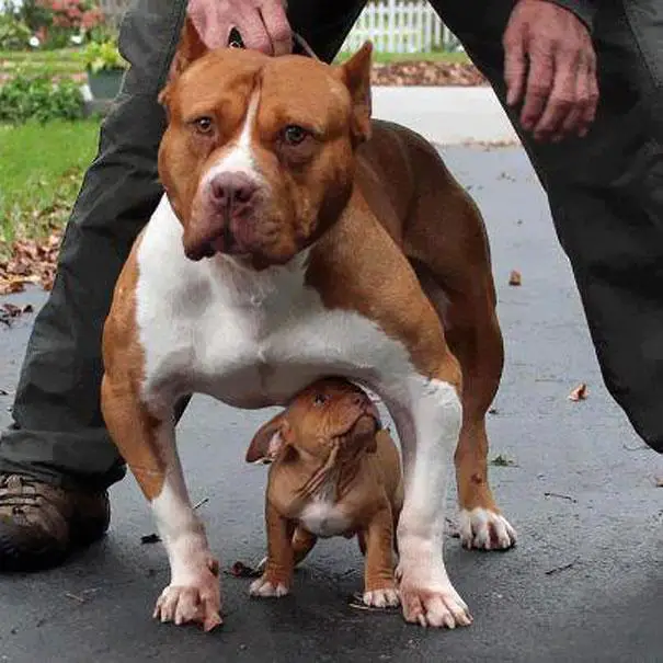 Pitbull father and son