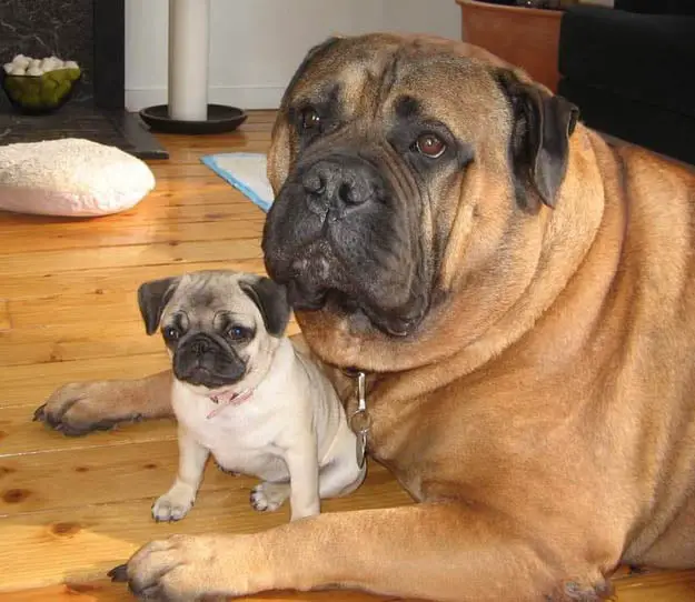 Pug dog and his baby puppy