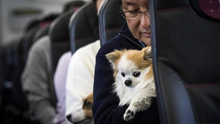 Puppy with man on the plane 
