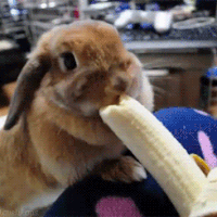 Rabbit Facts - Cute bunny eating banana