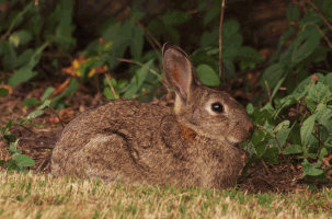 Rabbit Facts - In the garden