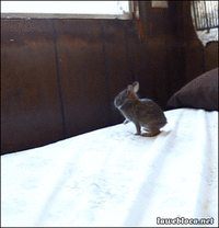Rabbit Facts - Little bunny jump