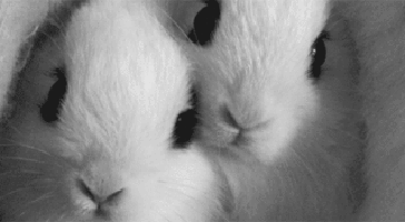 Rabbit Facts - Nose GIF
