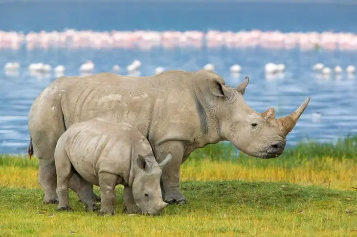 Rhino and its baby calf