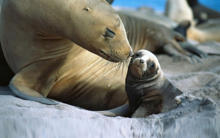 Sea lion and his baby puppy