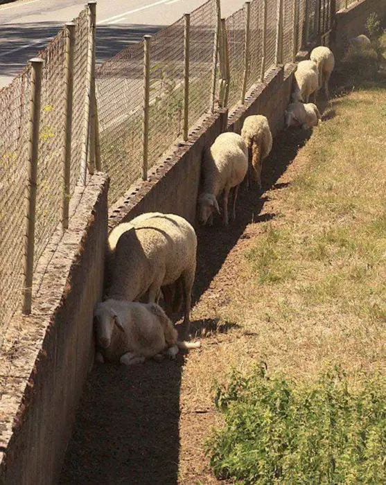 Sheep don't want sun