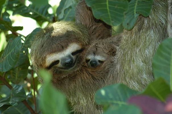 Sloths in the tree sleeping