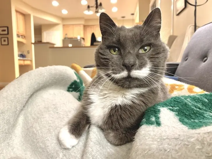 Snooty cat with English mustache
