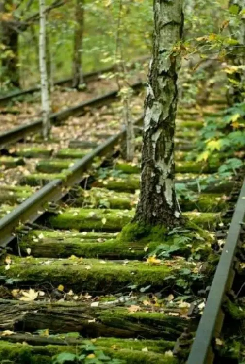 Train tracks with a tree in the middle