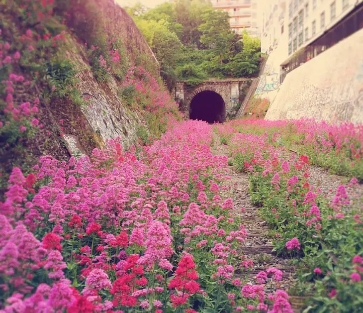 Train tunnel full of greenery