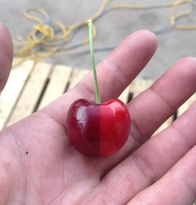 Two-Tone Cherry