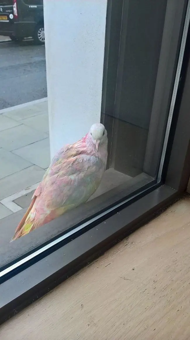 Unique pigeon