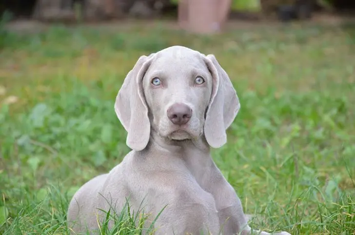 Weimaraner