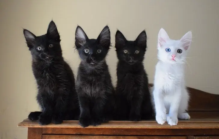 White Cat Black Ermans