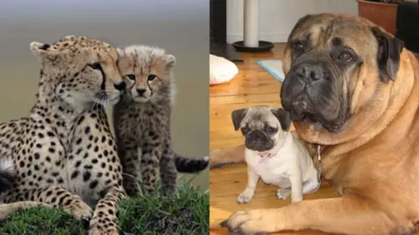 Adorable Pictures Of Animals With Their Children