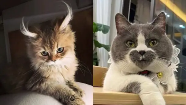 Cats With Unique Appearance