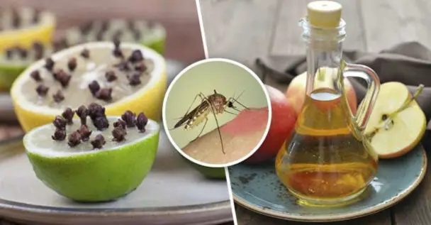 Foolproof Tricks To Keep Mosquitoes Away From Your Home