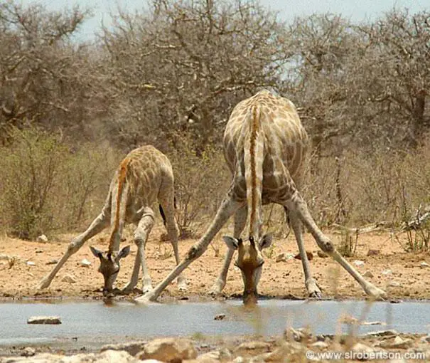 giraffes drinking water