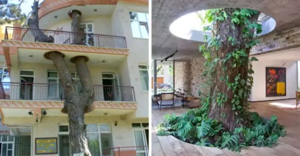 Homes Built Around Trees