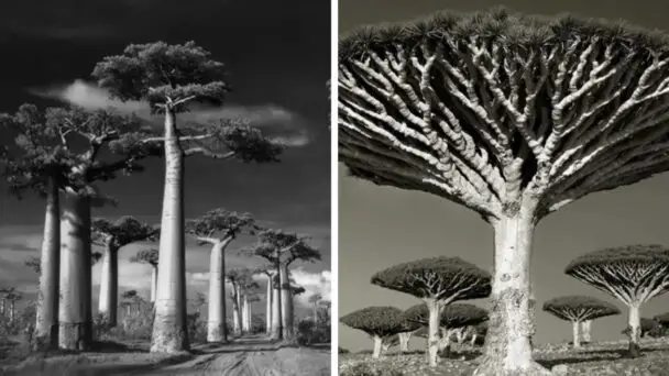 Oldest Trees In The World