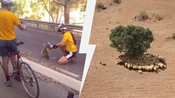 Powerful Reasons To Take Care Of Trees