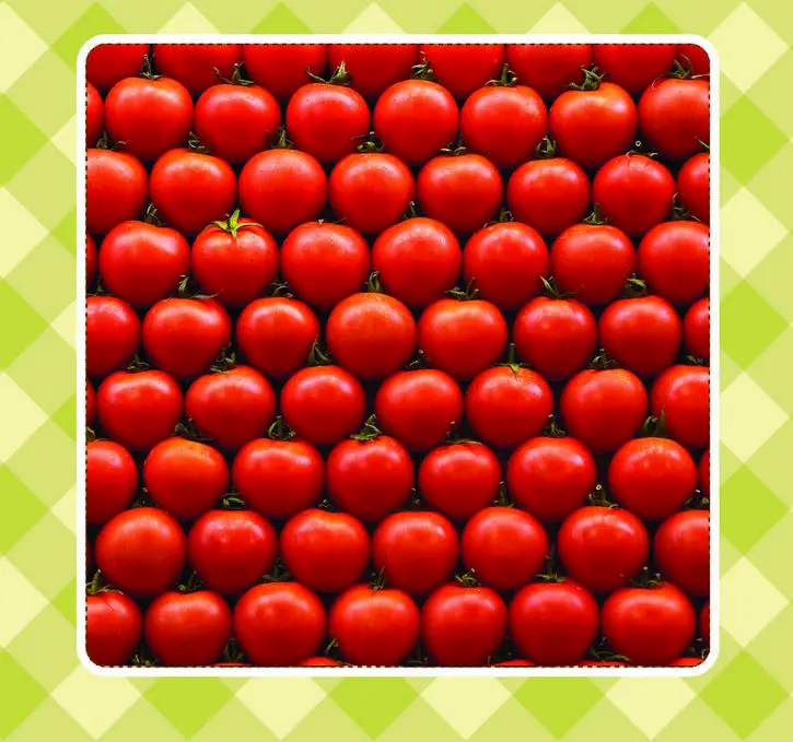 rows of red tomato