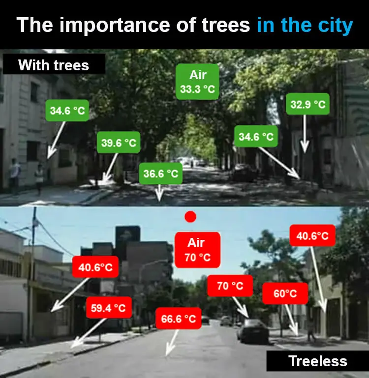 With And Without Trees In The City