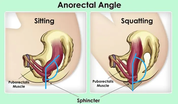 Anorectal angle