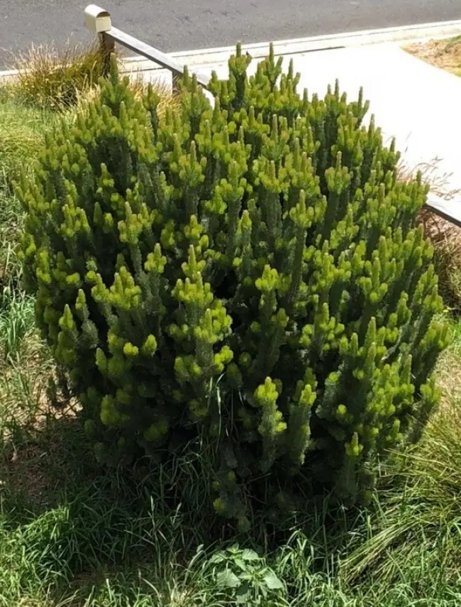 Castroso shrub