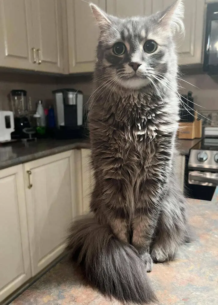 Confusing Photographs of Two-Meter Cat