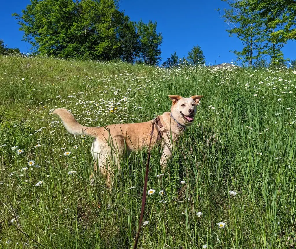 Happy dog in the countryside